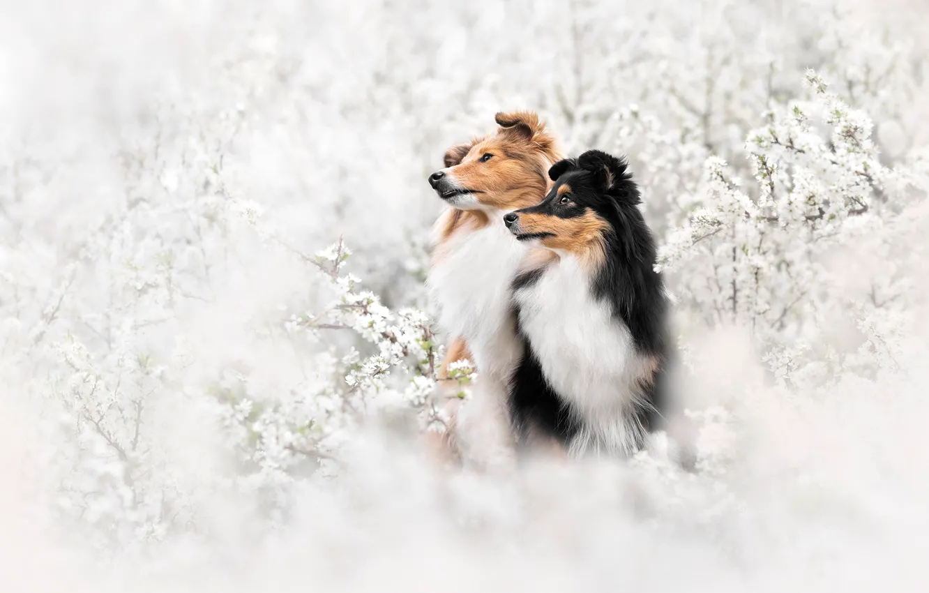Photo wallpaper flowers, dog, spring, flowering