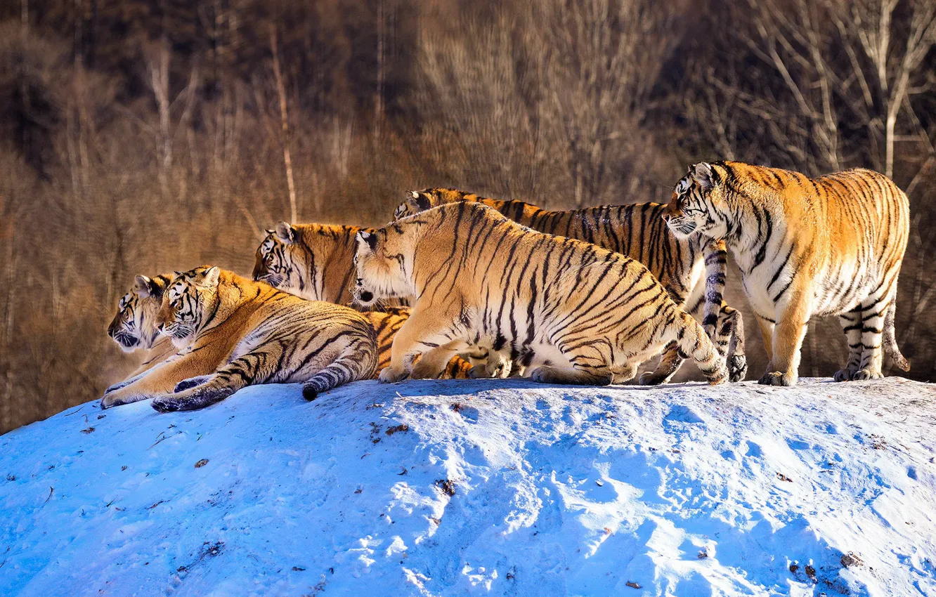 Photo wallpaper winter, snow, tiger, a lot