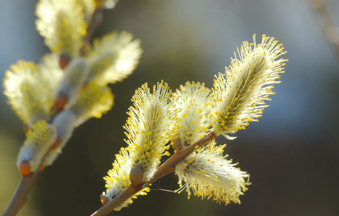 Photo wallpaper spring, twig, base kitten