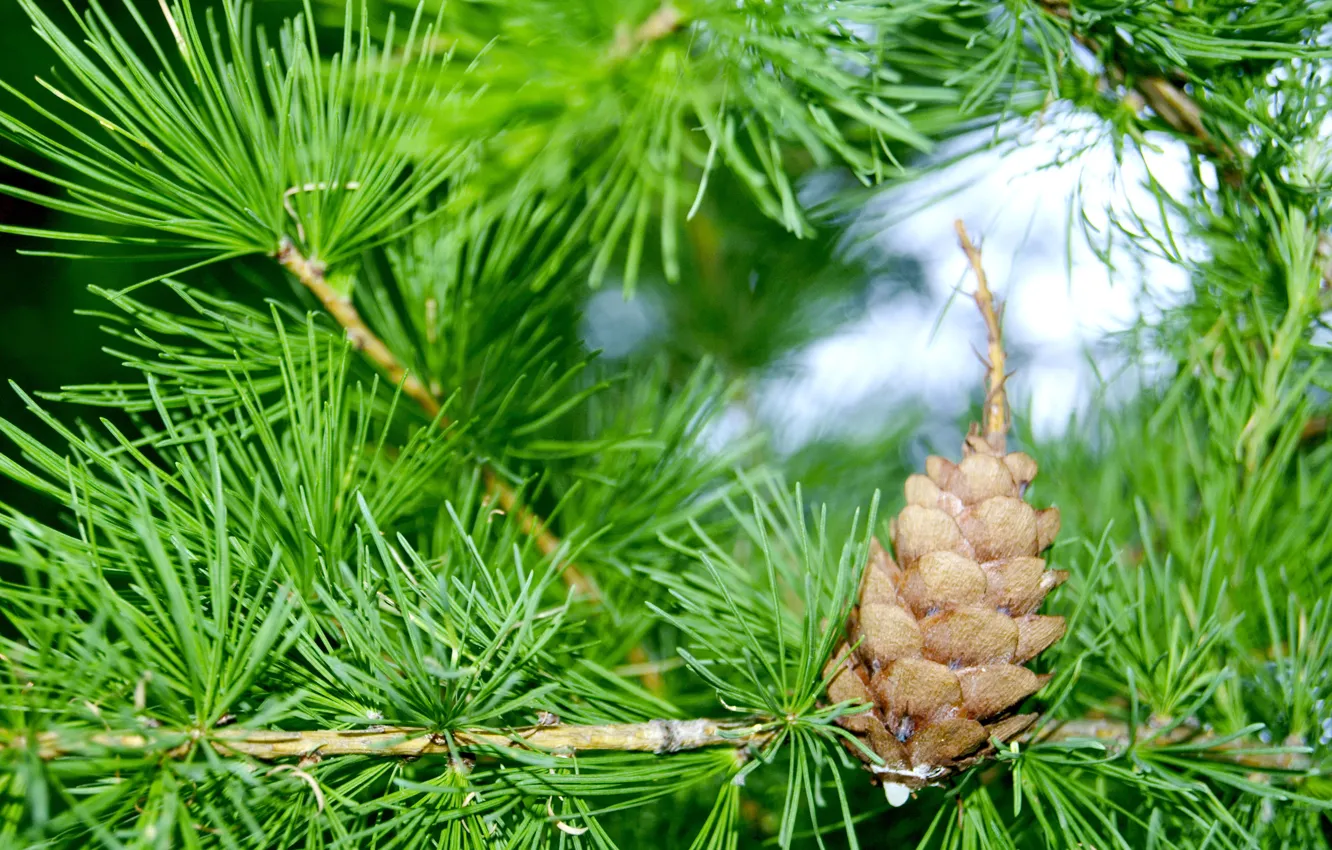 Photo wallpaper branches, bumps, pine