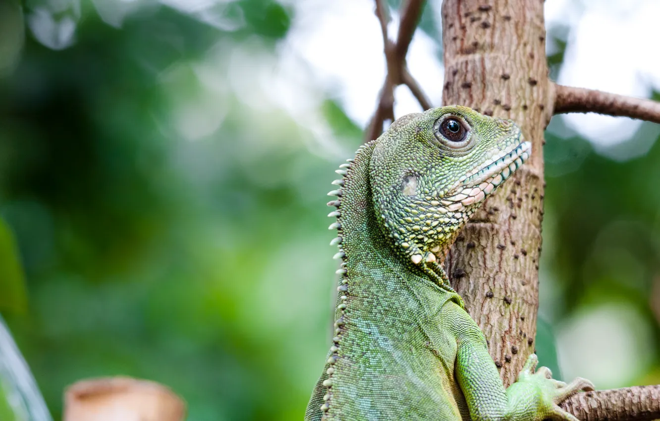 Photo wallpaper look, trees, green, lizard, profile, iguana