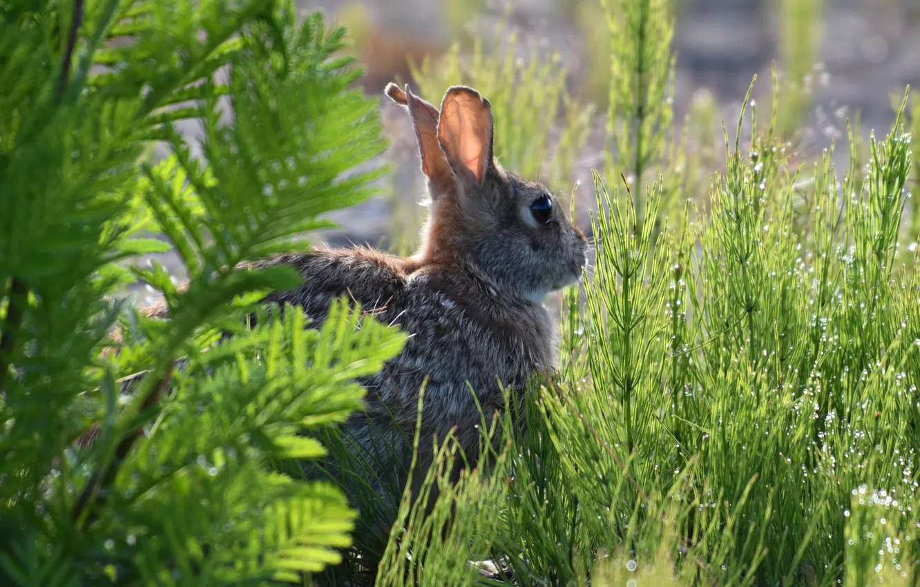 Photo wallpaper greens, grass, drops, Rosa, grey, thickets, hare, ears