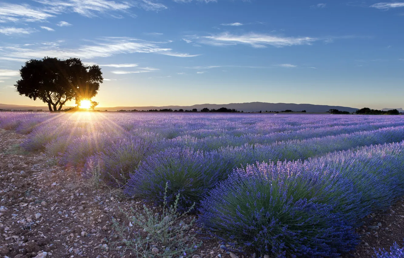 Photo wallpaper field, landscape, sunset, flowers, tree, lavender, lavender field