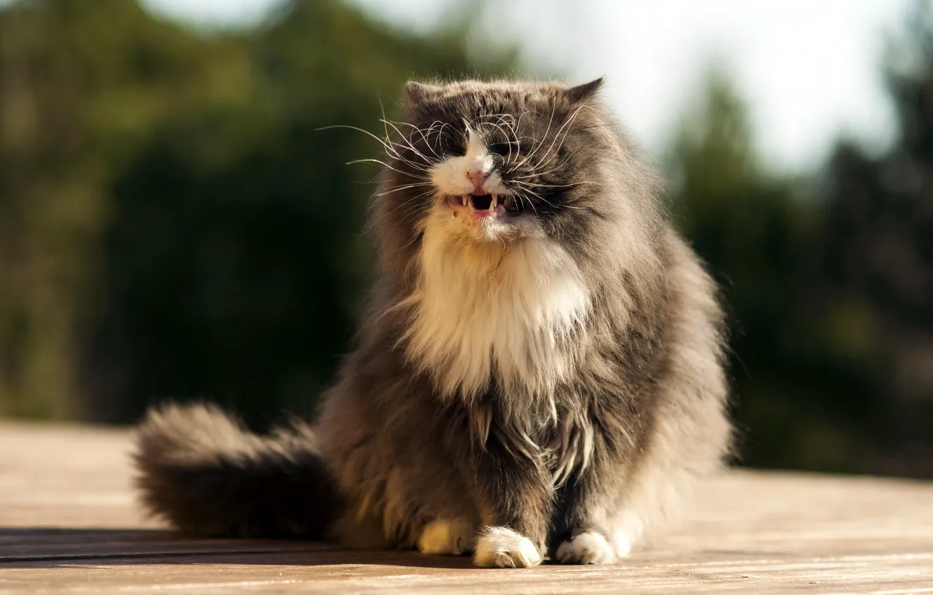 Photo wallpaper cat, background, evil