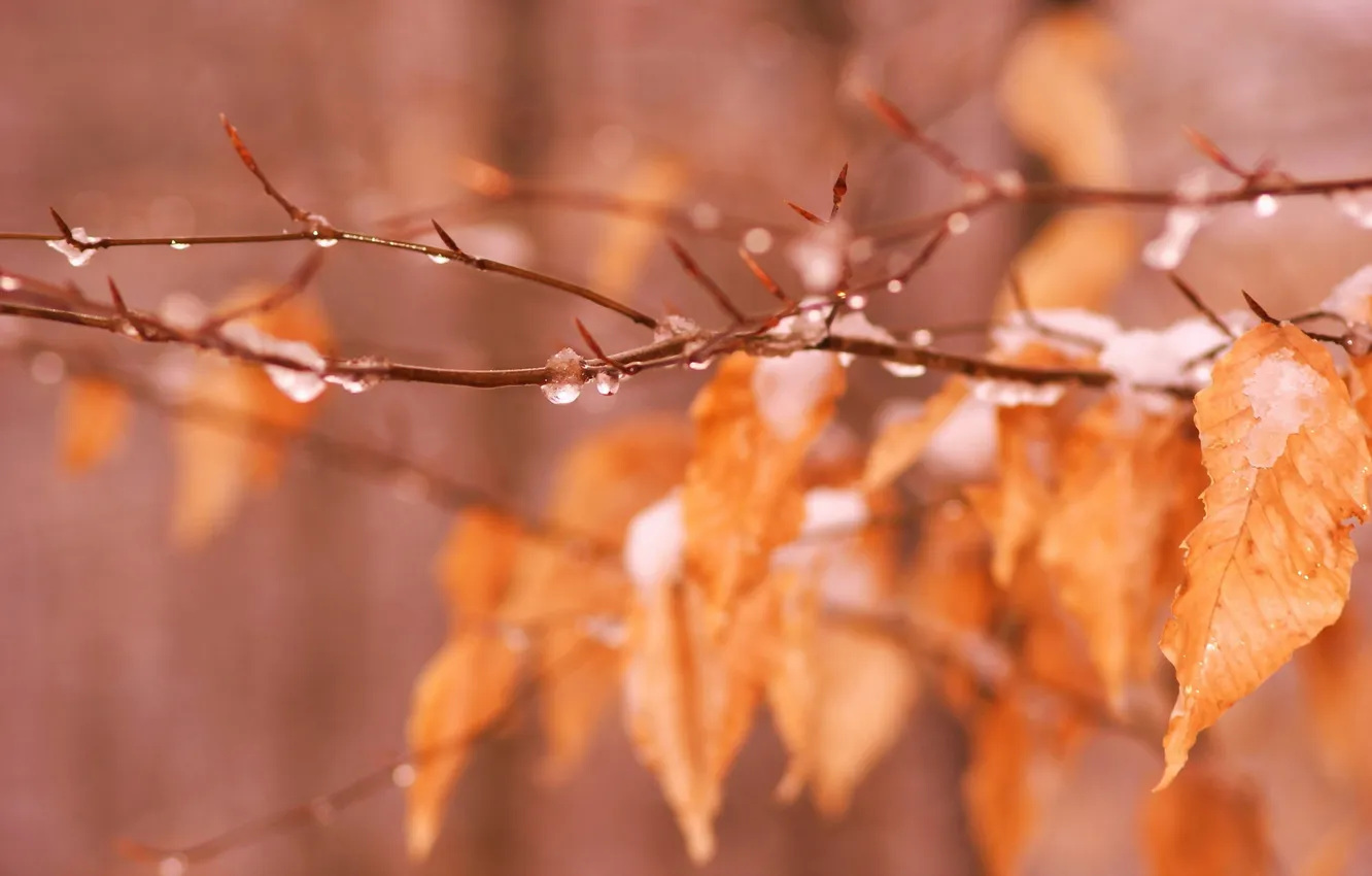 Photo wallpaper leaves, macro, nature