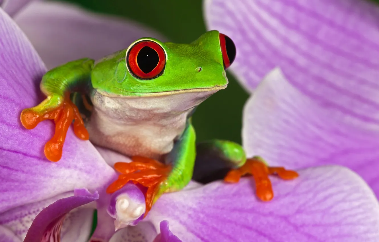 Photo wallpaper flower, eyes, plant, frog