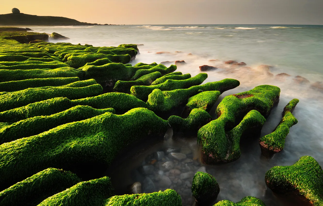 Photo wallpaper sea, algae, stones