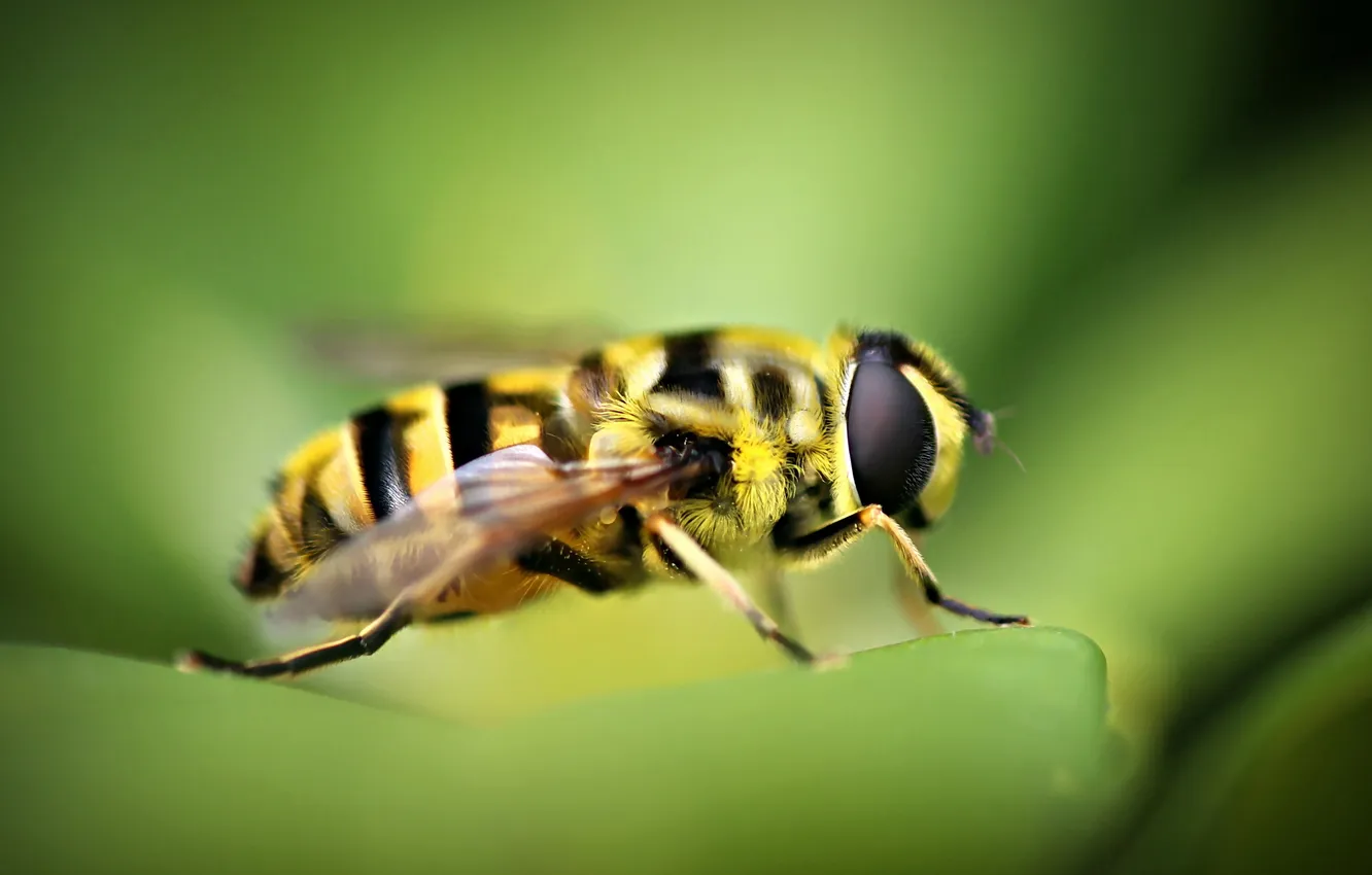 Photo wallpaper macro, bee, background