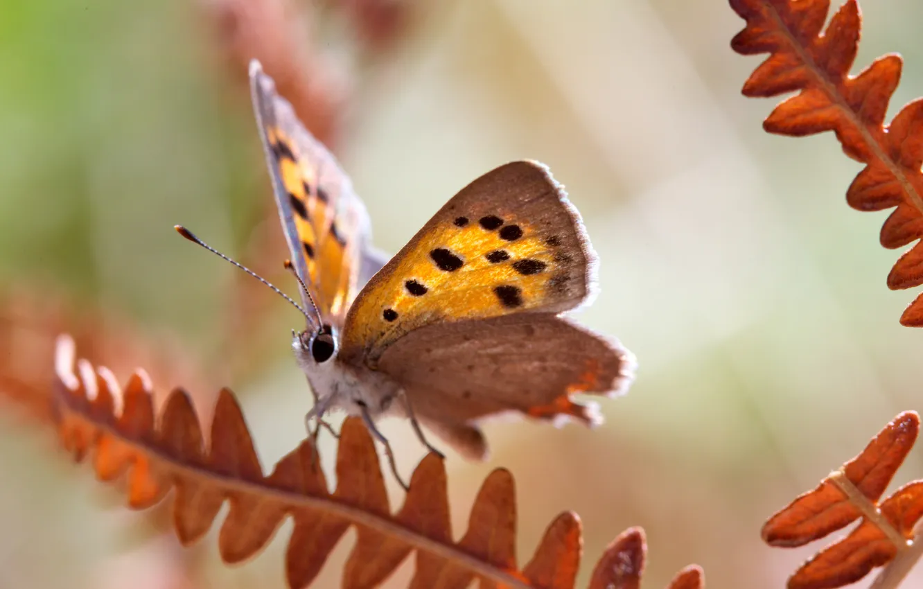 Photo wallpaper leaves, background, butterfly, plant