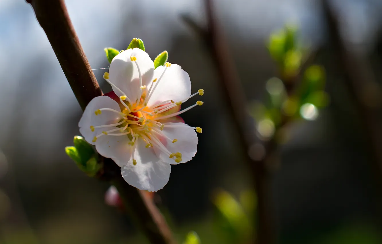 Photo wallpaper white, trees, flowers, branches, spring, fruit