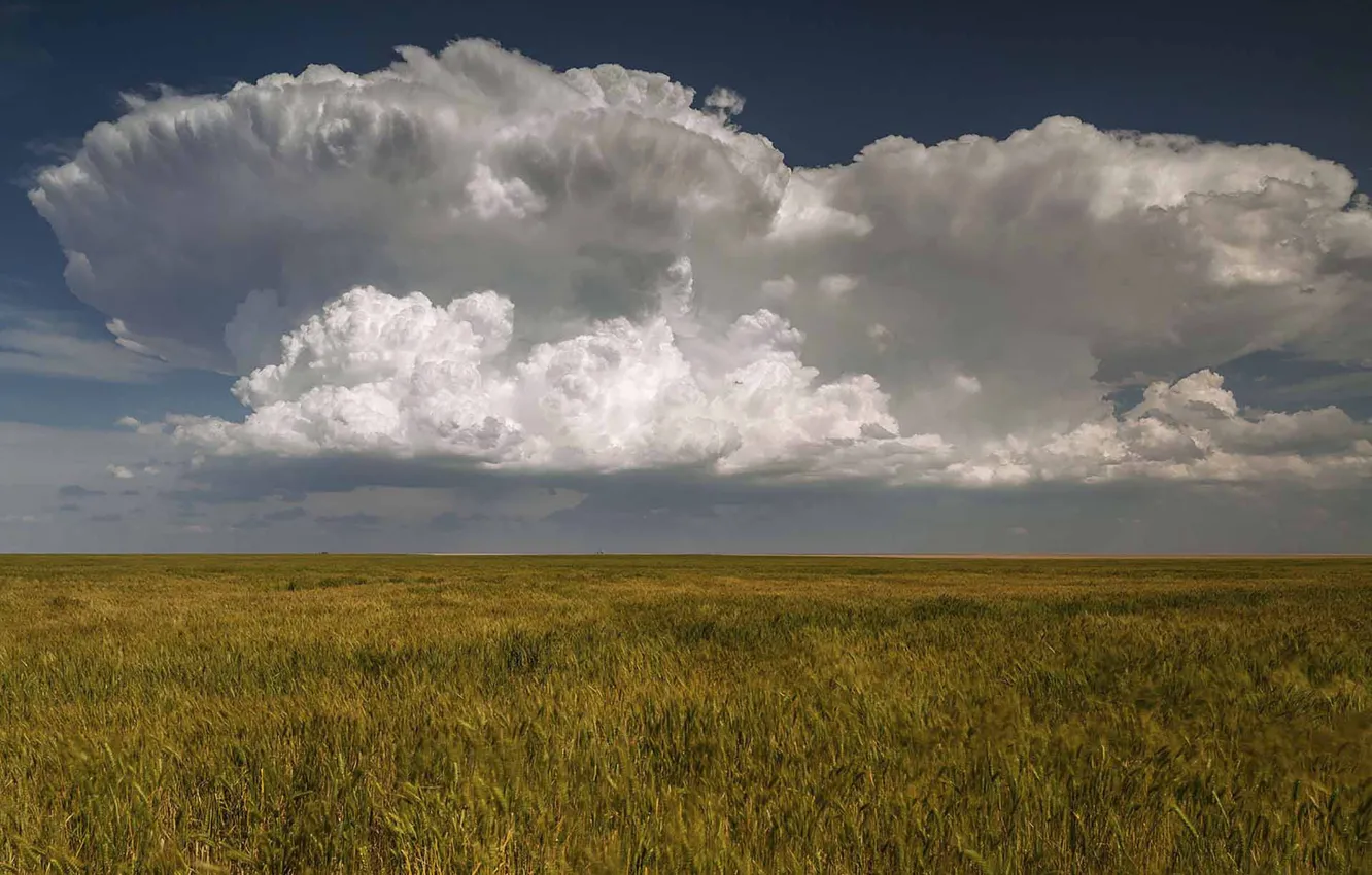 Photo wallpaper field, clouds, wheat, countryside