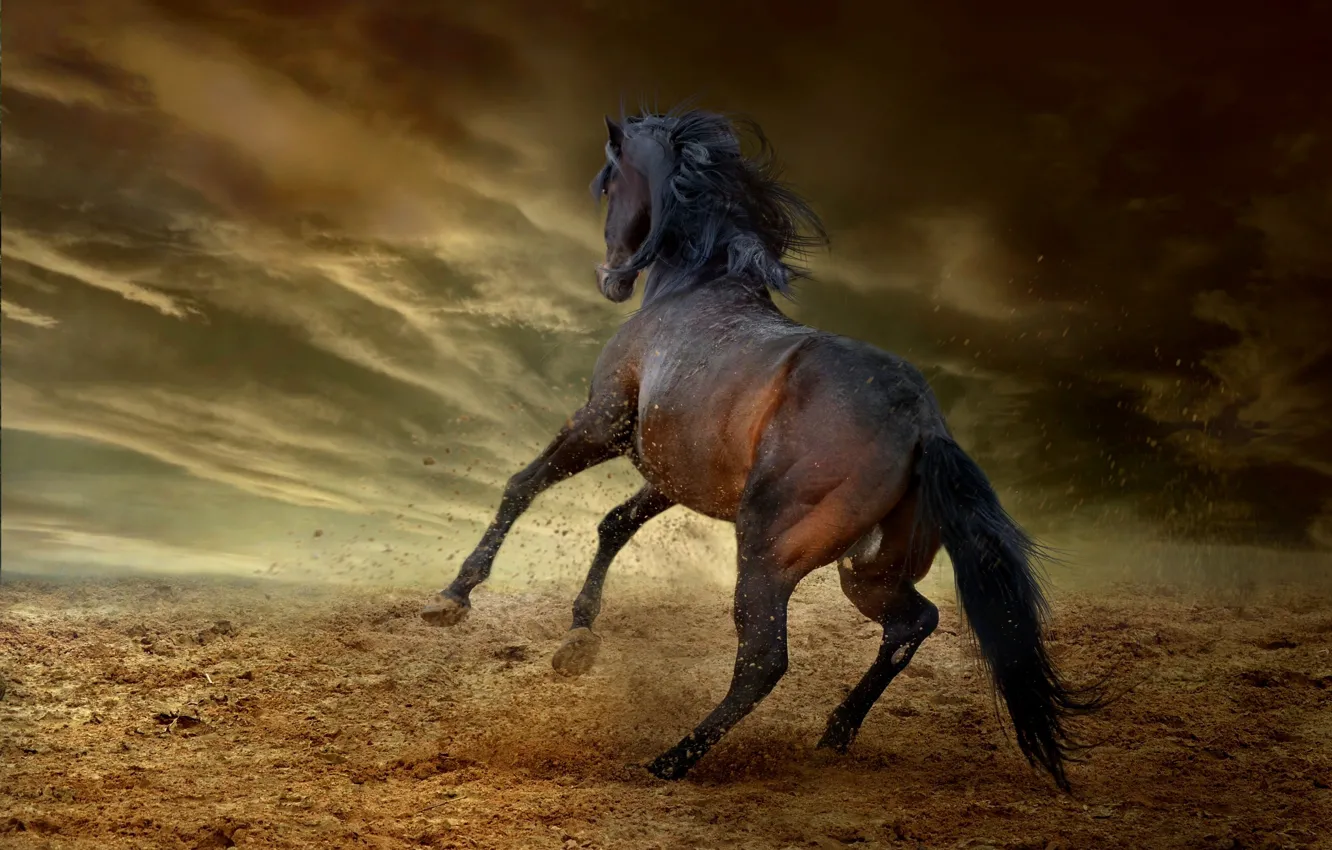Photo wallpaper the storm, the sky, clouds, clouds, pose, darkness, horse, earth