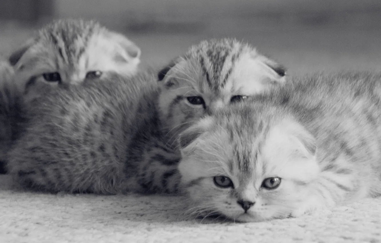 Photo wallpaper cat, eyes, cat, kitty, baby, kittens