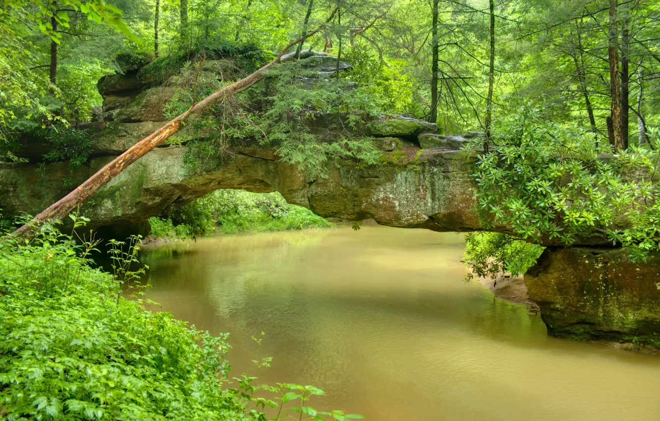 Photo wallpaper forest, trees, bridge, Park, river, the bridge