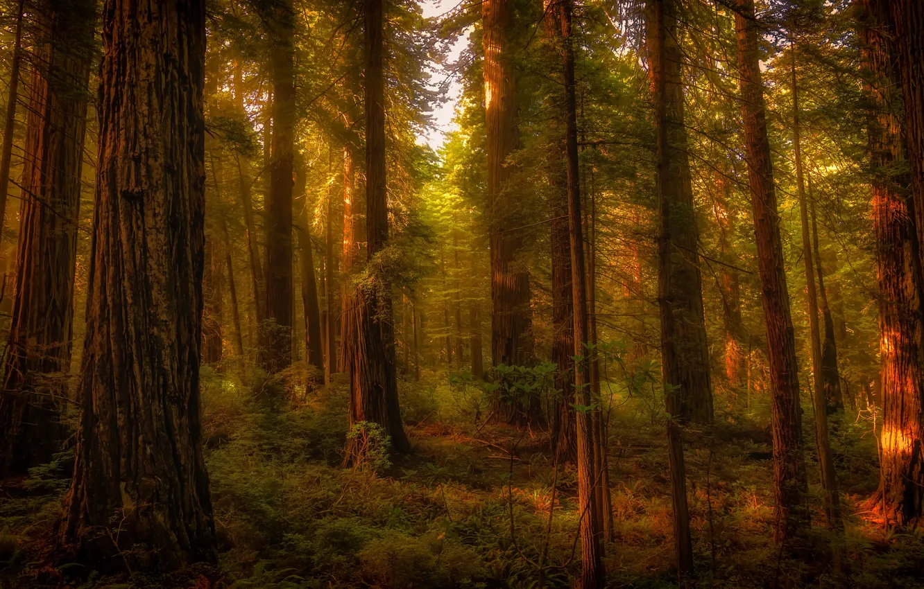 Photo wallpaper forest, rays, light, trees, branches, thickets, vegetation, trunk