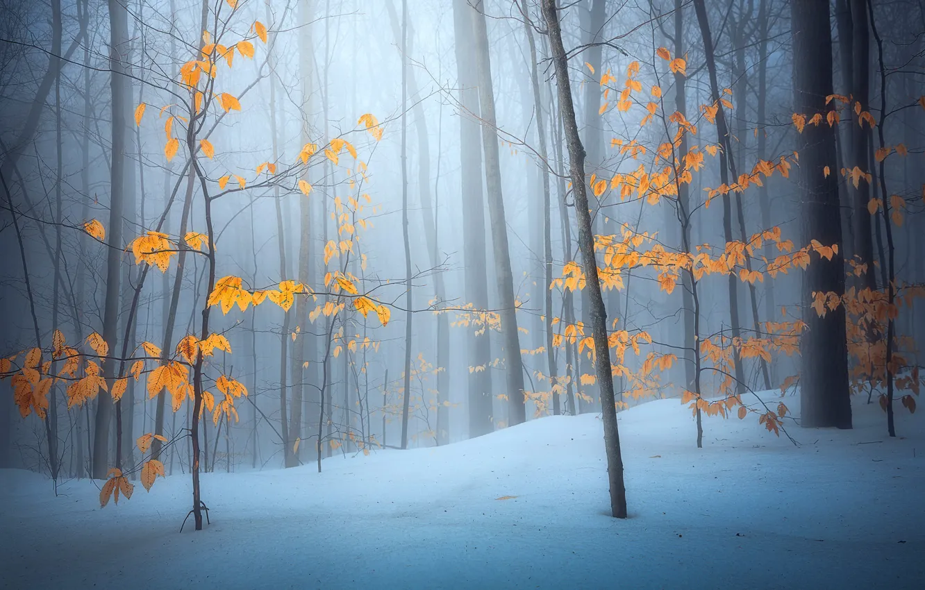 Photo wallpaper winter, forest, fog