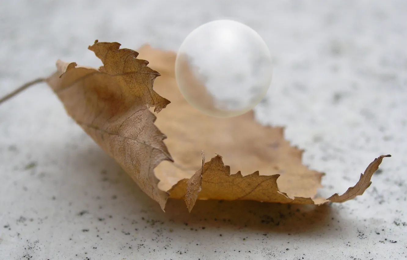 Photo wallpaper autumn, leaves, macro, balls, day, a balloon, tree leaf