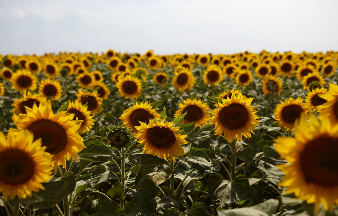 Photo wallpaper field, summer, the sky, sunflowers, flowers, yellow, nature, a lot