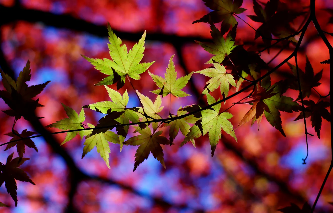 Photo wallpaper autumn, leaves, macro, nature, sprig, shadow