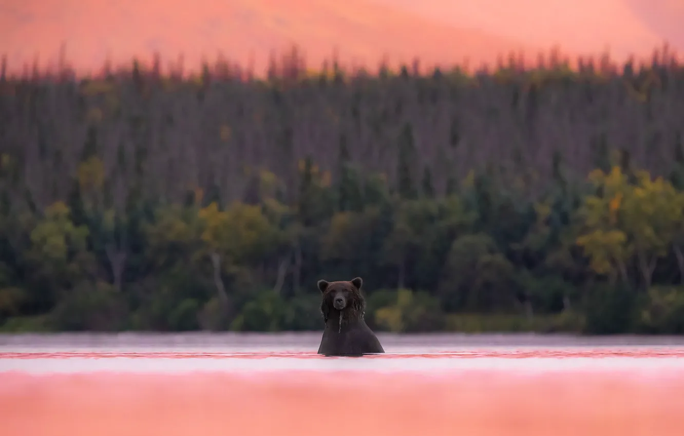 Photo wallpaper forest, sunset, shore, bear, bathing, bear, pond