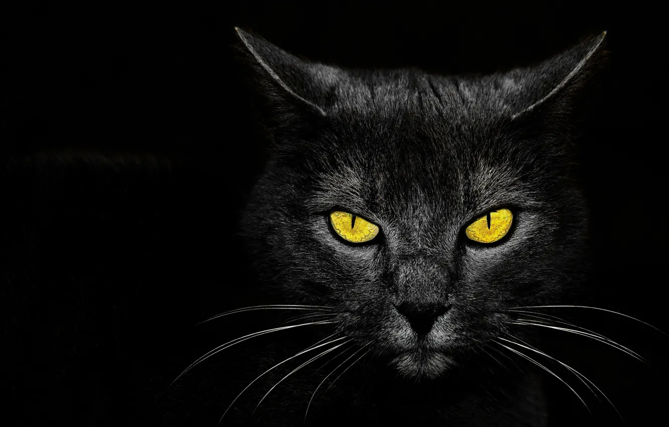 Photo wallpaper eyes, background, Monster Kill, black cat