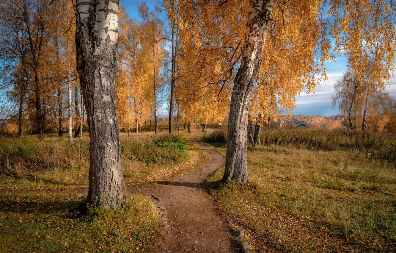 Photo wallpaper road, autumn, forest, the sky, grass, light, trees, Park