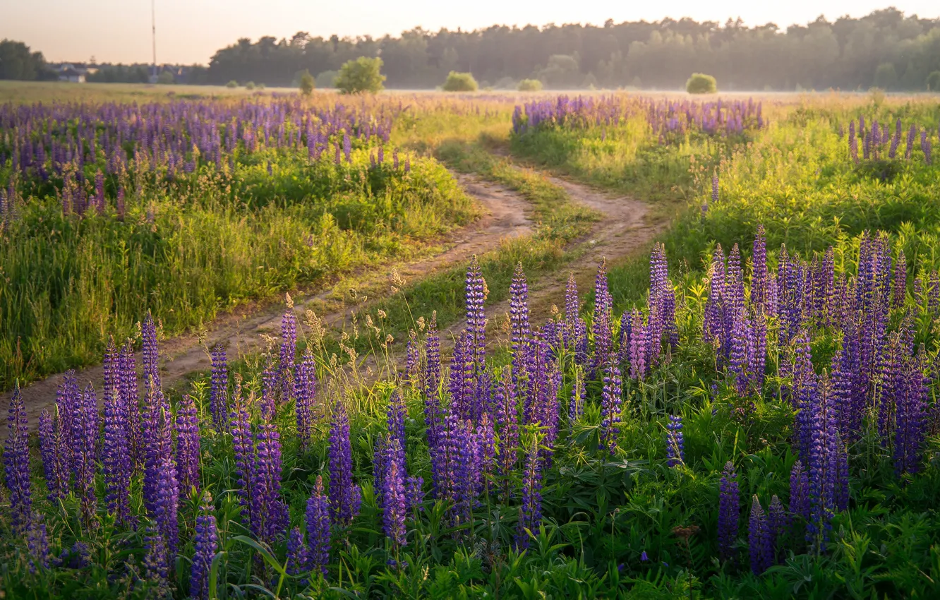 Photo wallpaper road, field, forest, summer, flowers, lilac, lupins