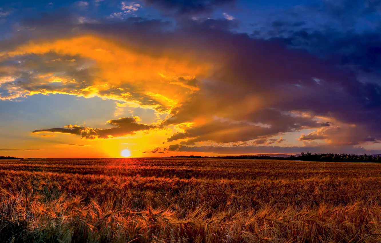 Photo wallpaper field, the sky, sunset, panorama