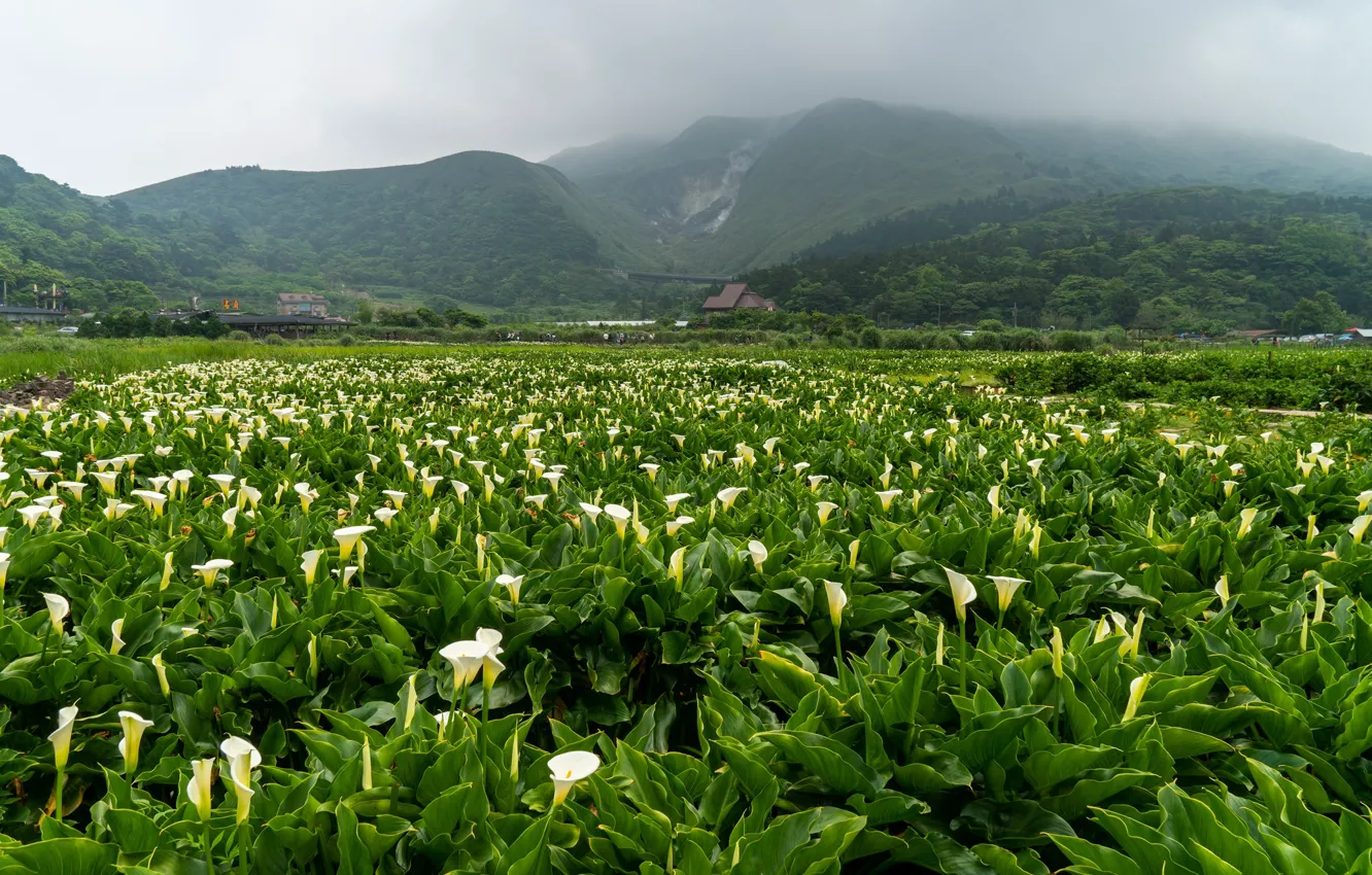Photo wallpaper flowers, mountains, nature