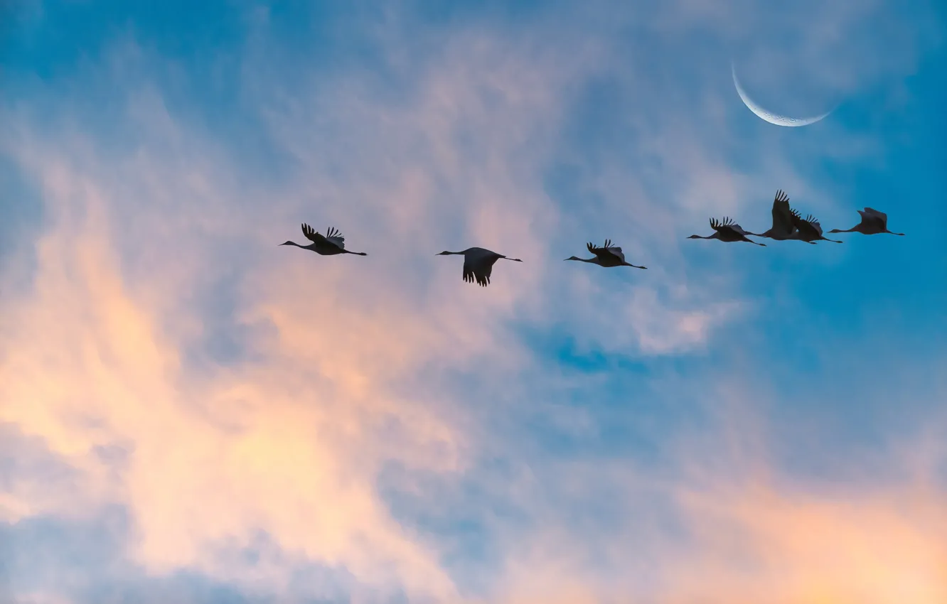 Photo wallpaper the sky, landscape, bird