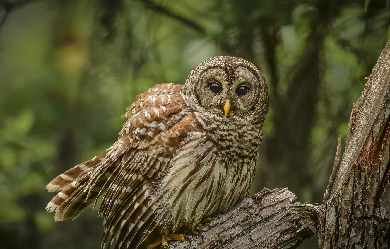 Photo wallpaper trees, owl, bird, owl