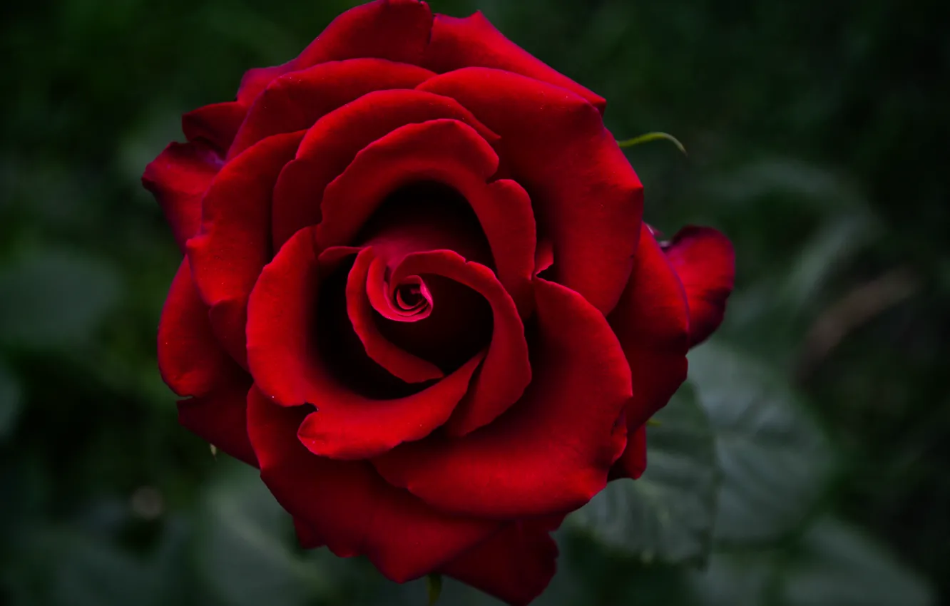 Photo wallpaper macro, flowers, roses, garden, buds