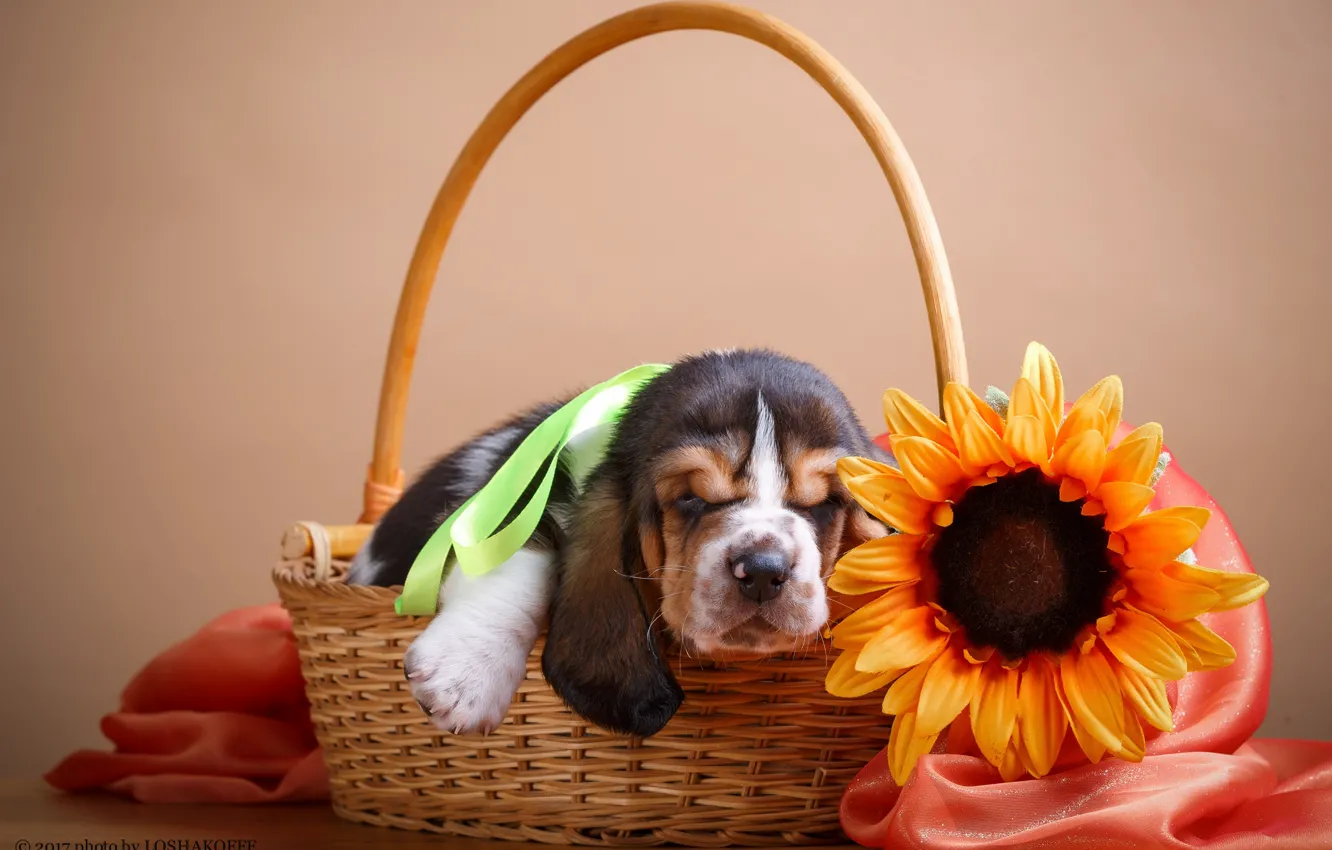 Photo wallpaper sunflowers, flowers, basket, puppy