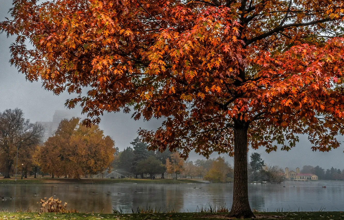 Photo wallpaper autumn, leaves, trees, branches, fog, pond, Park, morning