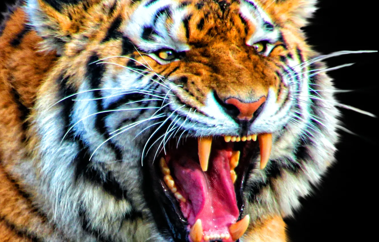 Photo wallpaper face, tiger, predator, fangs, grin, black background, big cat