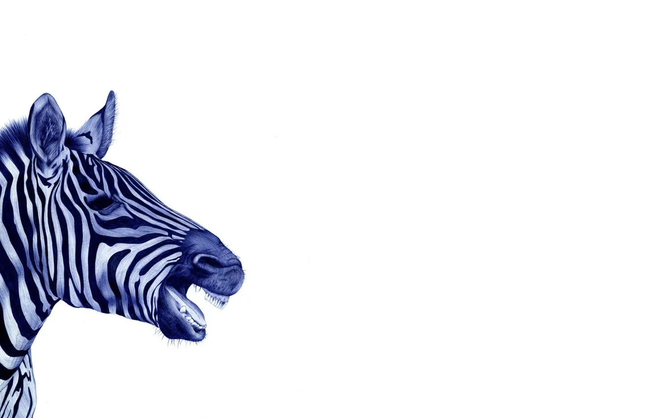 Photo wallpaper white, background, Zebra, black and white, drawn