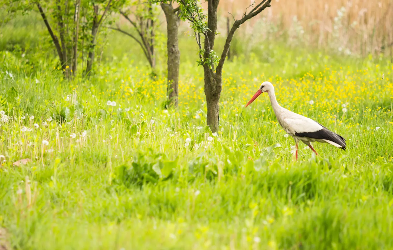 Photo wallpaper summer, grass, trees, flowers, background, bird, plants, garden