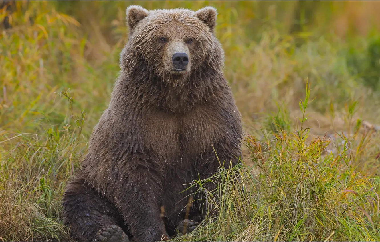 Photo wallpaper bear, animals, Grizzly