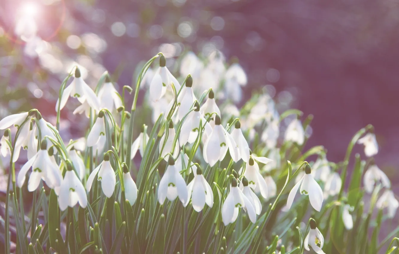 Photo wallpaper macro, flowers, spring, snowdrops