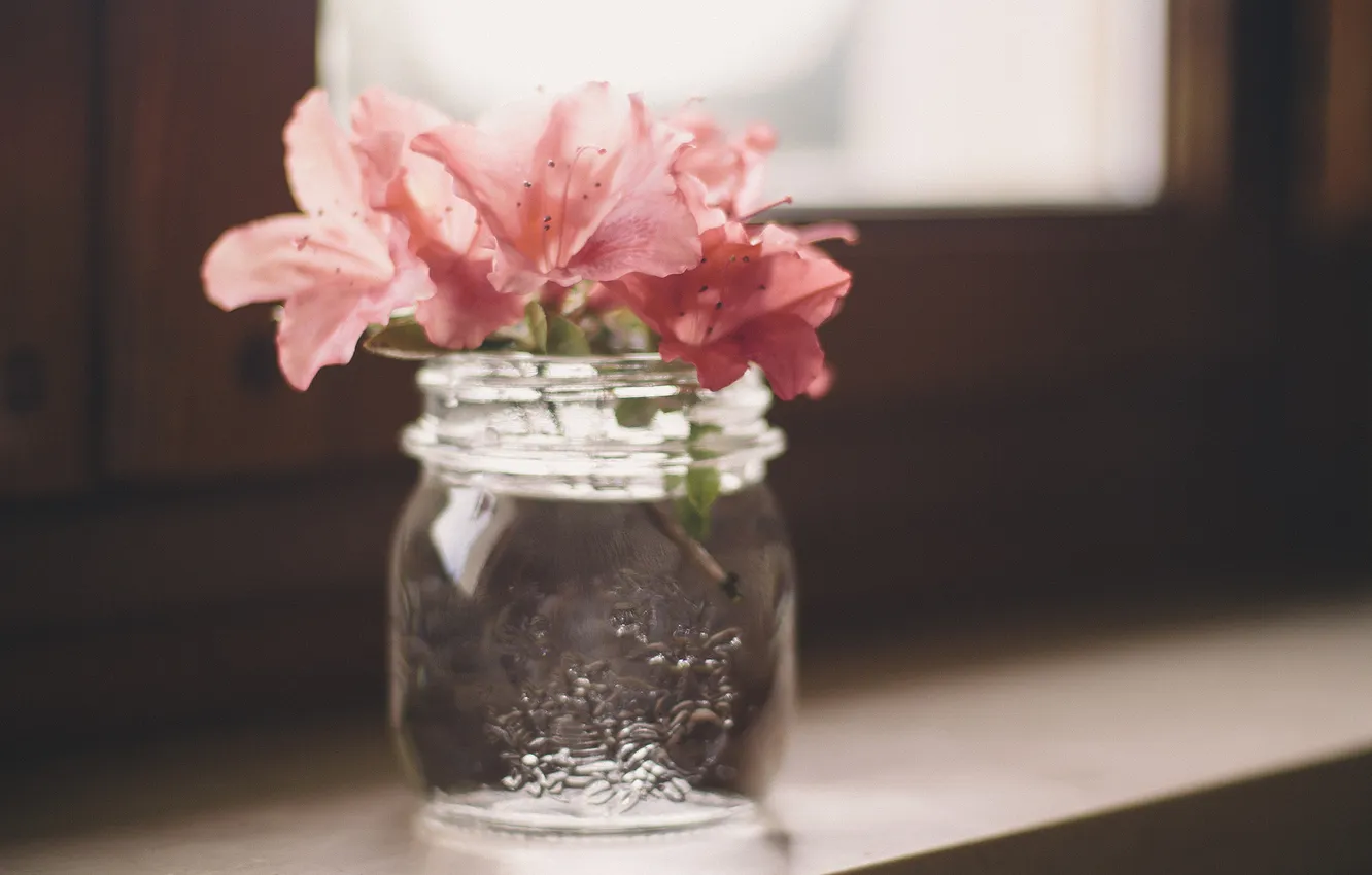 Photo wallpaper flowers, petals, pink