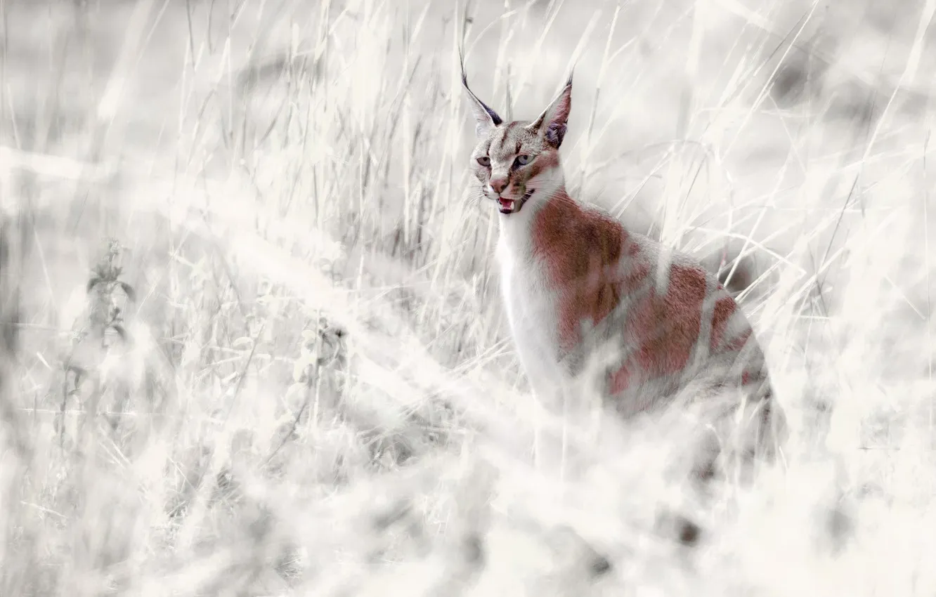 Photo wallpaper look, the steppe, predator, teeth, grin, feather, Caracal