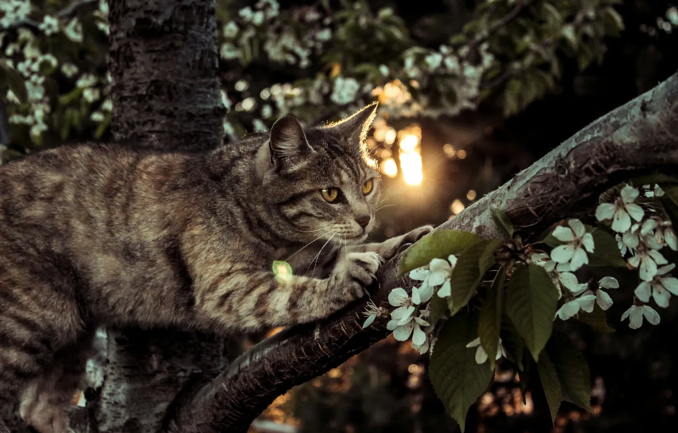 Photo wallpaper cat, tree, legs, Koshak, Tomcat