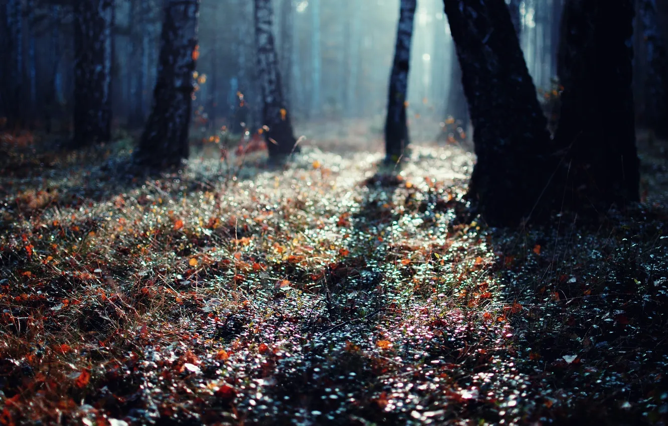 Photo wallpaper forest, light, trees