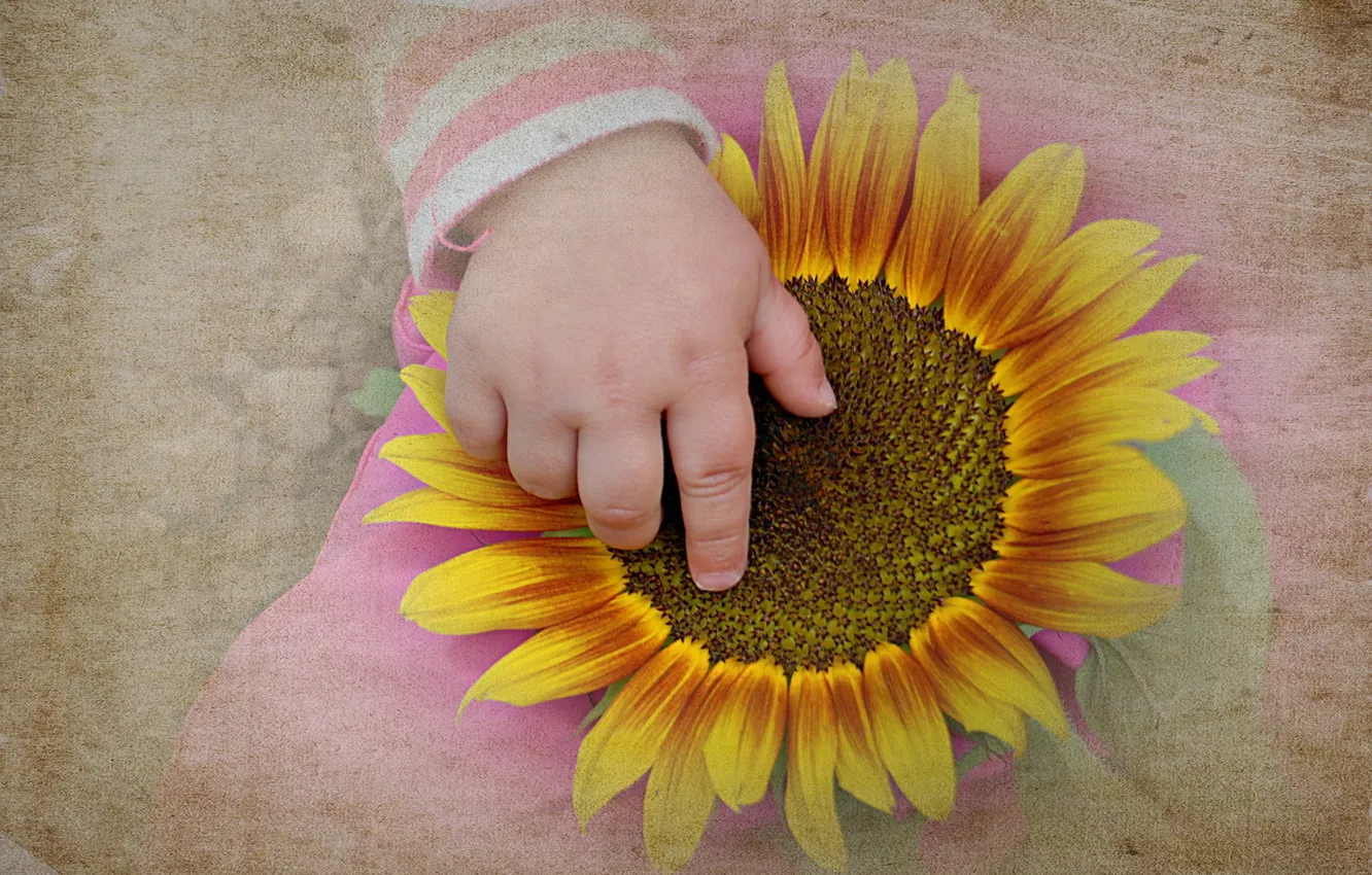 Photo wallpaper sunflowers, style, background, hands