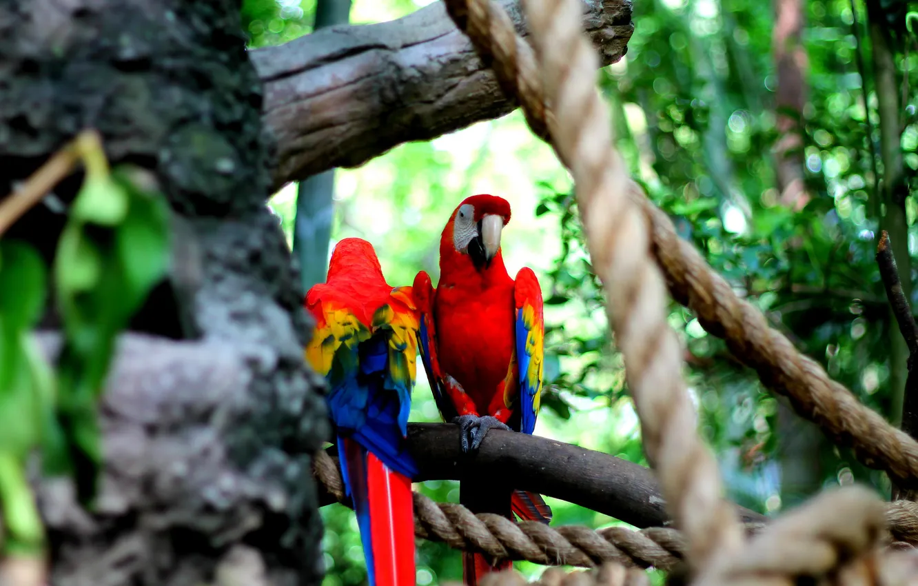 Photo wallpaper blue, red, bird, two, parrot