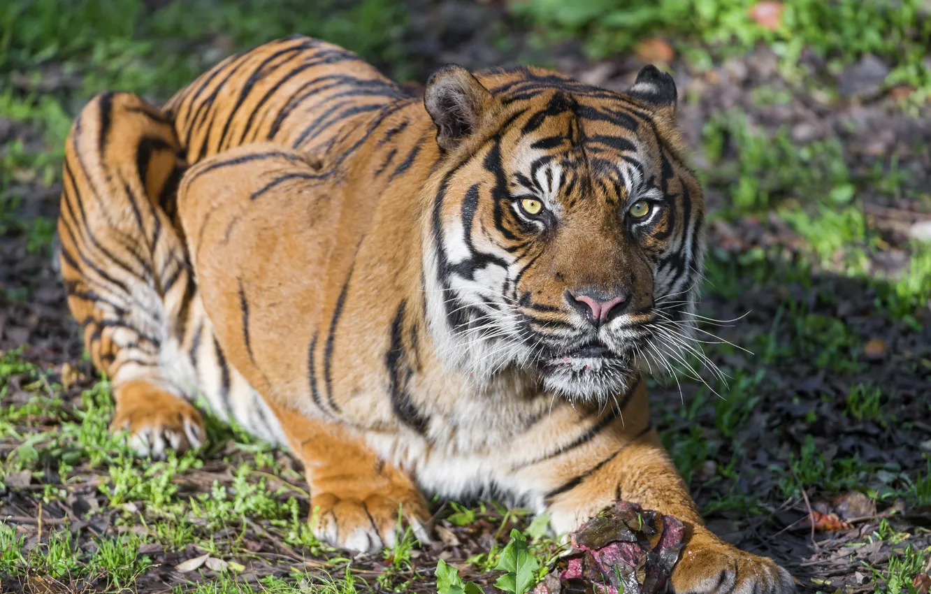 Photo wallpaper cat, tiger, ©Tambako The Jaguar, Sumatran