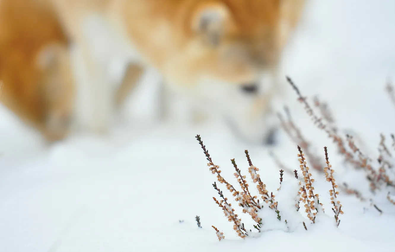 Photo wallpaper grass, snow, dog