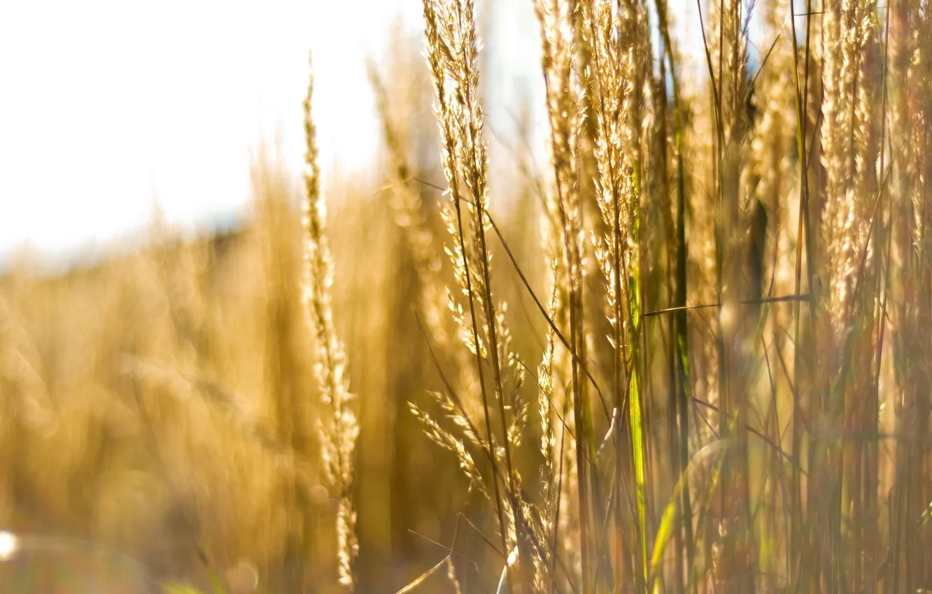 Photo wallpaper grass, light, nature