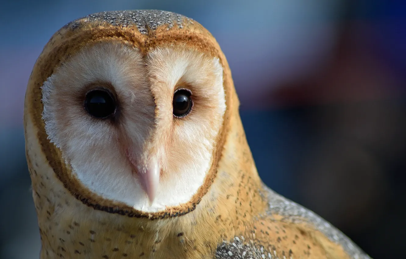 Photo wallpaper owl, bird, by Nushaa