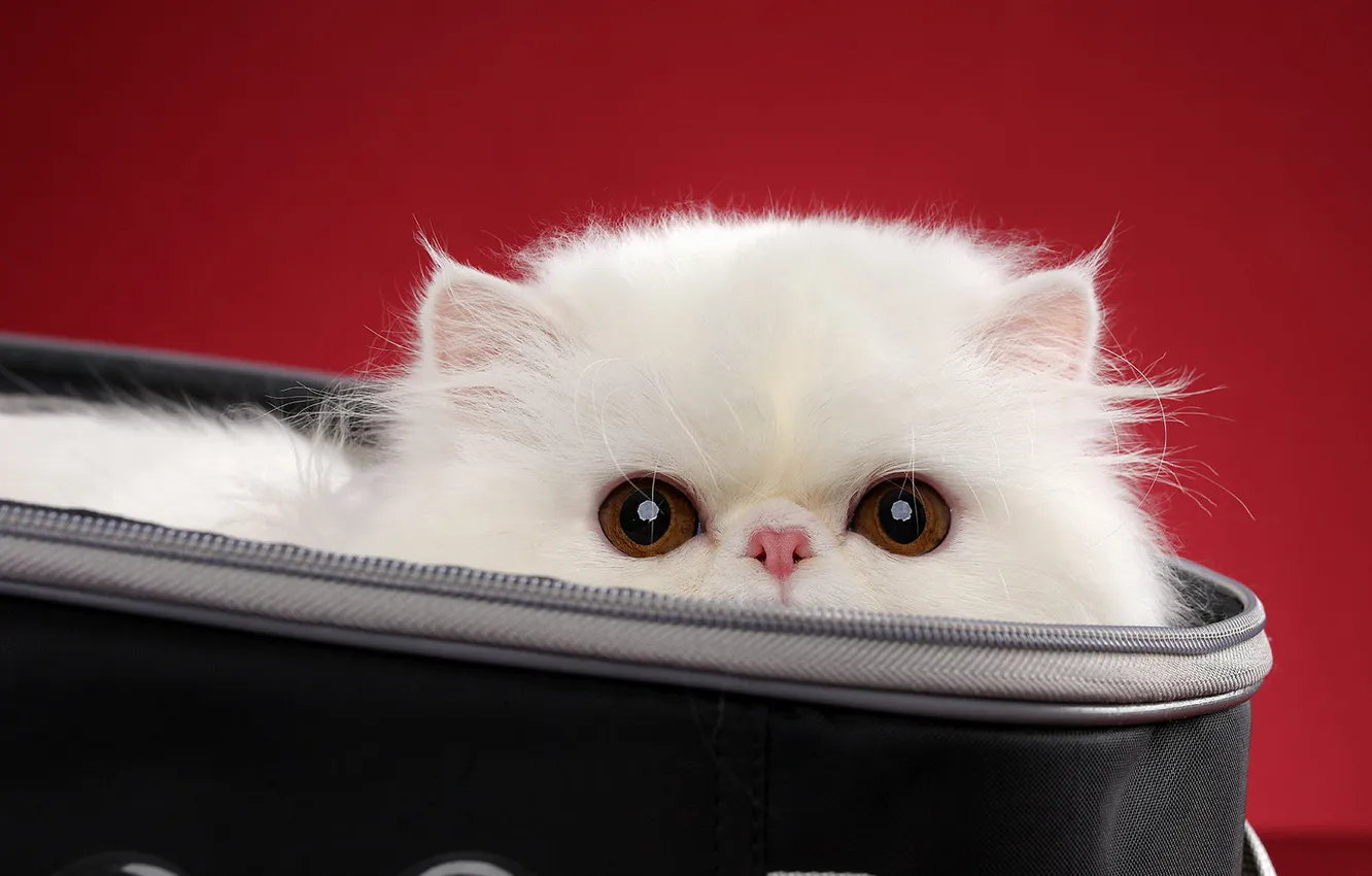 Photo wallpaper Desktop, animals, cat, bag, cute
